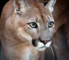 Depending on your lifestyle and preferences, you could want a cat to sit back wait until his or her first birthday. Why Are Panthers And Bobcats Suddenly Stumbling And Falling Down In Sarasota County Sarasota Magazine