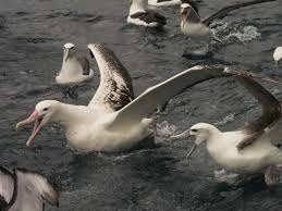 Albatrosses, petrels and shearwaters of the world, onley derek et scofield paul. Southern Royal Albatross Bild Von Ulva S Guided Walks Stewart Island Tripadvisor