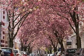 Maybe you would like to learn more about one of these? Cherry Blossoms In Germany