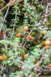 Image result for Pentanisia