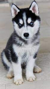 Pin By Susana Opazo Rodriguez On Animales Siberian Husky Puppies Husky Puppies For Sale Siberian Husky