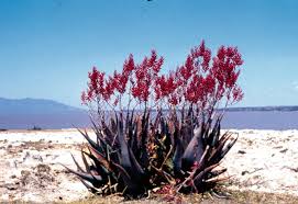 Image result for Aloe rulkensii