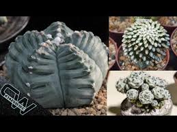 Descrubre los hoteles más raros, peculiares, especiales y extraños el mundo. Top 7 Cactus Mas Dificiles De Conseguir Youtube