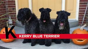 Review how much kerry blue terrier puppies for sale sell for below. K Is For Kerry Blue Terrier Youtube