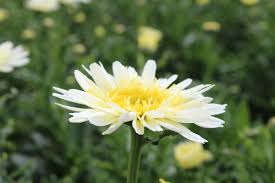 Leucanthemum x superbum 'broadway lights'. Leucanthemum Twitter Search