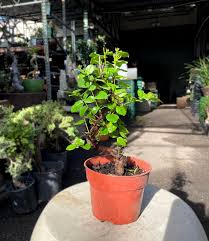 15cm Sweet Plum Tree (sageretia) in Plastic Grower Pot