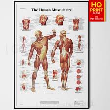 Details About Human Muscle Anatomy Chart Biology Science Education Poster A4 A3