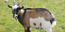 A Guide to Small Goat Breeds | Homesteading | Manna Pro