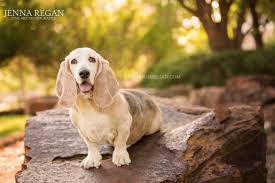 9 week old female basset hound puppy. Belle The Cover Girl North Tx Basset Hound Rescue Calendar Project Jenna Regan Photography