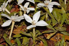 Image result for Leptactina benguelensis