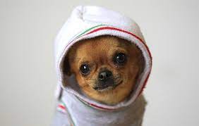This Chihuahua In A Hoodie Makes Everything Better Chihuahua Puppies Cute Chihuahua Puppies