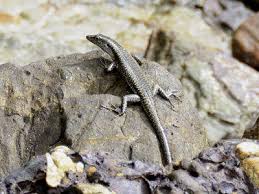 Image result for Erythrococca atrovirens