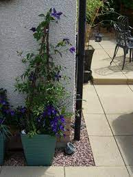 If growing clematis in a pot, plant in john innes no.3 with added grit. 13 Growing Clematis In A Pot Ideas Clematis Container Gardening Planting Flowers