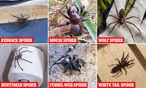 The wolf spider is not known to be aggressive; The Spiders That Can Kill You In Your Own Home Daily Mail Online