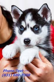 Maybe you would like to learn more about one of these? Teacup Husky Puppies Price Novocom Top