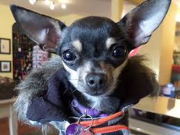 Maybe you would like to learn more about one of these? Best Pet Stores In San Francisco For Your Furry Friends