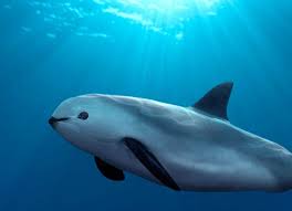 Check out 'marina vaquita observer program' on indiegogo. Amlo S Administration To Reduce The Vaquita Marina Protection Areas The Yucatan Times