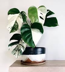 Monstera Deliciosa Thai Constellation Monstera Dziurawa Zielony Parapet Hanging Plants Plants House Plants