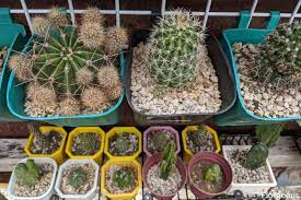 Are they too intimidated by my other, more leafy plants? When Why And How To Repot A Cactus Florgeous