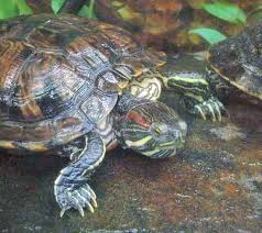 Encouraging Red Eared Sliders To Bask Slider Turtle Red Eared Slider Turtle Red Ear Turtle