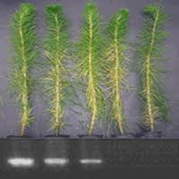 Image result for Crepidorhopalon tenuis