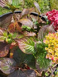 Image result for Cercospora hydrangea