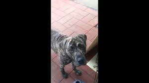 Presa canario puppies tested for health and temperament. Presa Canario Great Dane Mix Presadane Shop For Your Cause