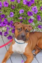 Premium pet insurance + 24/7 support. 13 Puppies For Sale In Nh Ideas Puppies For Sale Puppies Dogs