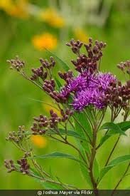 Image result for Vernonia brachycalyx