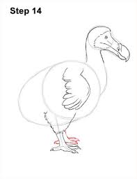 Birds That Start With The Letter V Dodo Bird Drawing 14 En 2020 Dodo Oiseau Dessin Oiseaux