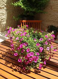 in my neighbor s container garden plants gardening perennial vinyl fence post plant hangers