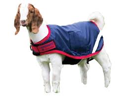 Details About Horseware Ireland Waterproof Goat Coat Navy Red Large