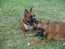 Despite being recognized by the american kennel club (akc) in 1904, boxers were not boxer puppies for sale. Akc Boxer Puppies For Sale In Okeechobee Florida Classified Americanlisted Com