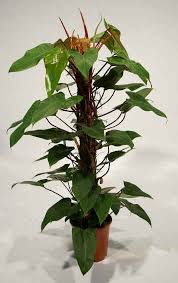 Philodendron Erubescens Red Leaf Philodendron Philodendron Plant Plants House Plants