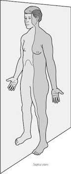 Anatomical terminology, directional terms, planes, sections, and body cavities biology ii there is universal. Anatomical Terminology Worksheet Flashcards Quizlet