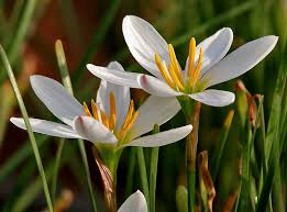 Image result for Zephyranthes candida