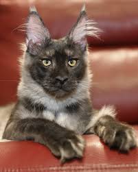 The maine coon is a muscular, solid, medium to large size cat with the look of the wild. Maine Coon Kittens For Sale Near Me Petfinder
