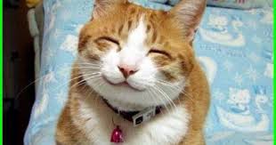 Gambar Kucing Lucu Imut Dan Paling Menggemaskan Sedunia Foto Kucing Lucu Gambar Kucing Lucu Kucing Lucu