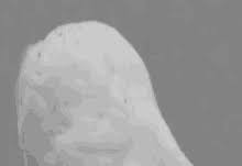 And it's one of our favorites. White Owl Gifs Tenor