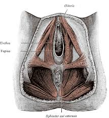 Differences between the male pelvis and the female pelvis. Common Female Pelvic Floor Disorders Pelvic Rehab