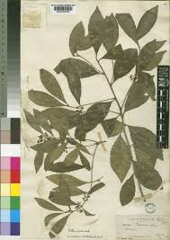 Image result for Catha edulis