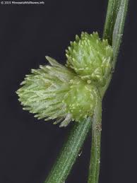 Image result for Lipocarpha micrantha