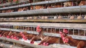 We did not find results for: Vitamin Untuk Ayam Petelur Agar Cepat Bertelur