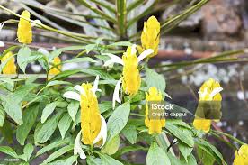 Image result for Acanthaceae