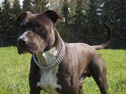 Sie fanden den schwer verletzten am waldrand und konnten den hund nur mit mühe. Wussten Nicht Dass Es Ein Kampfhund Ist Plettenberg