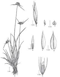 Image result for Rhynchospora