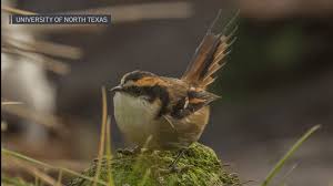 Image result for Rutidea