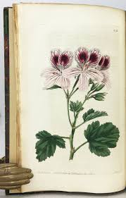 Image result for Geraniaceae