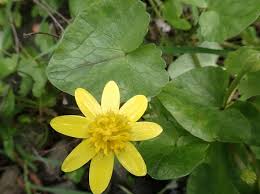 Maybe you would like to learn more about one of these? Lesser Celandine Watch Species The City Of Portland Oregon