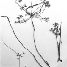 Image result for Lipocarpha kernii